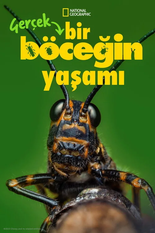 Gerçek Bir Böceğin Yaşamı afişi