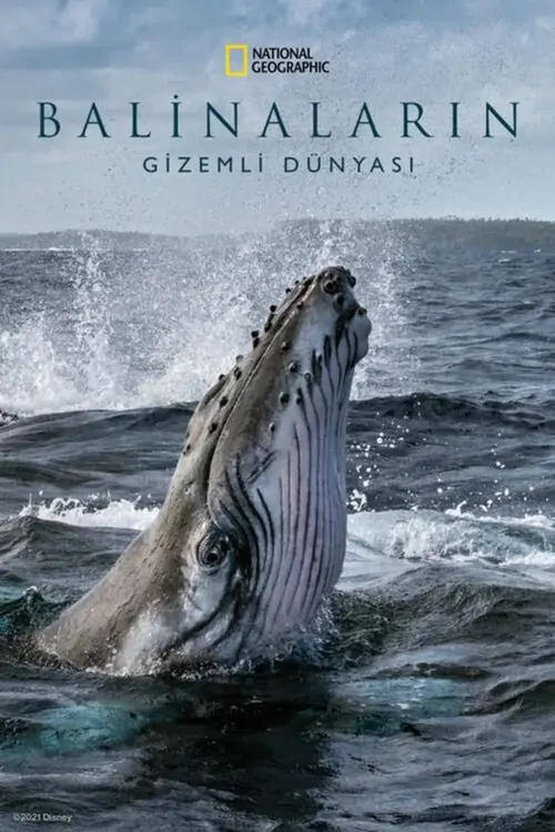Balinaların Gizemli Dünyası afişi